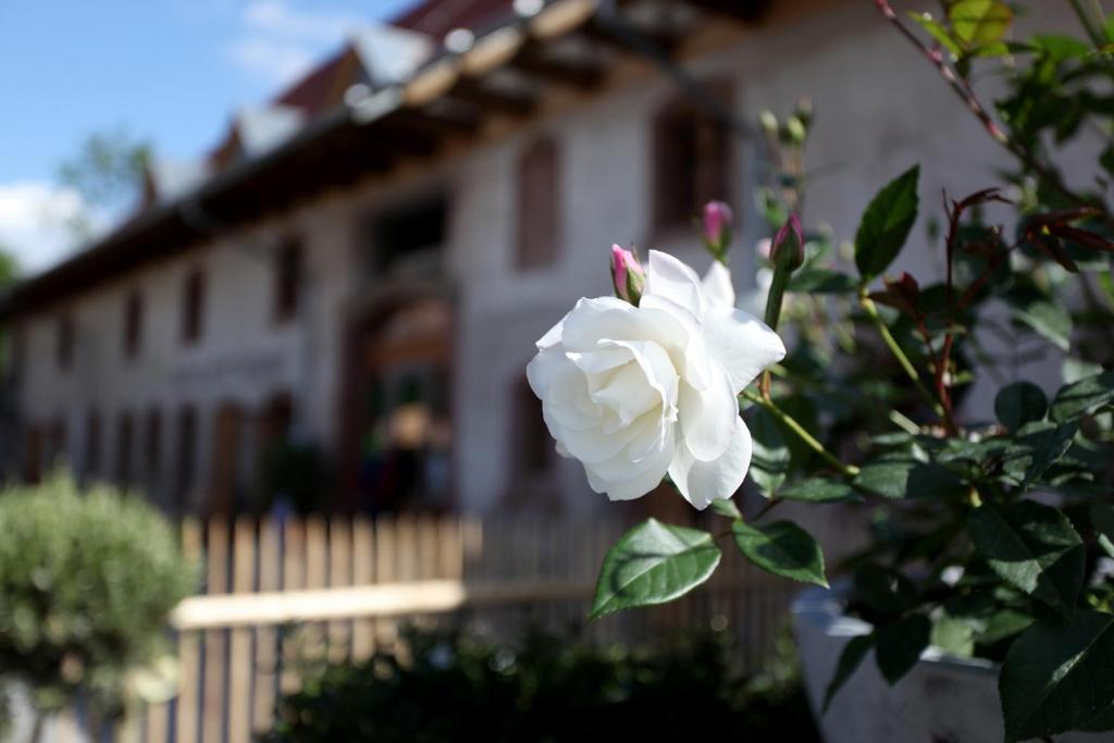 Hotel Rainhof Scheune & Naturpark Restaurant كيشتزارتن المظهر الخارجي الصورة