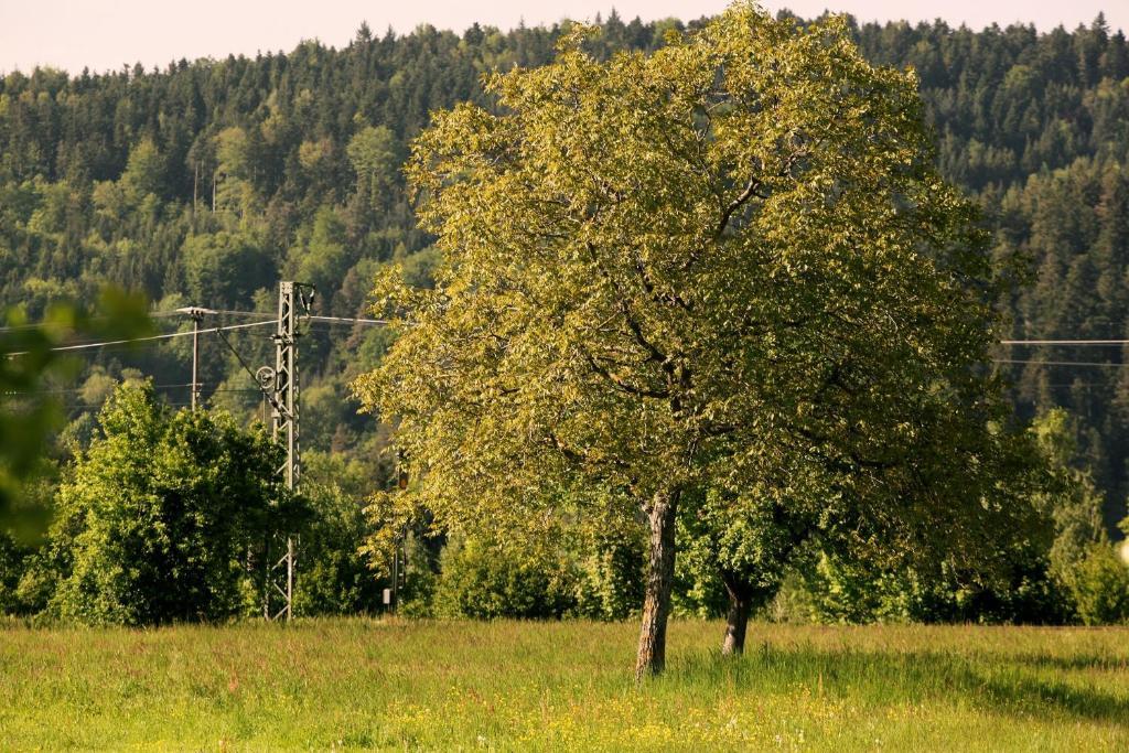 Hotel Rainhof Scheune & Naturpark Restaurant كيشتزارتن المظهر الخارجي الصورة